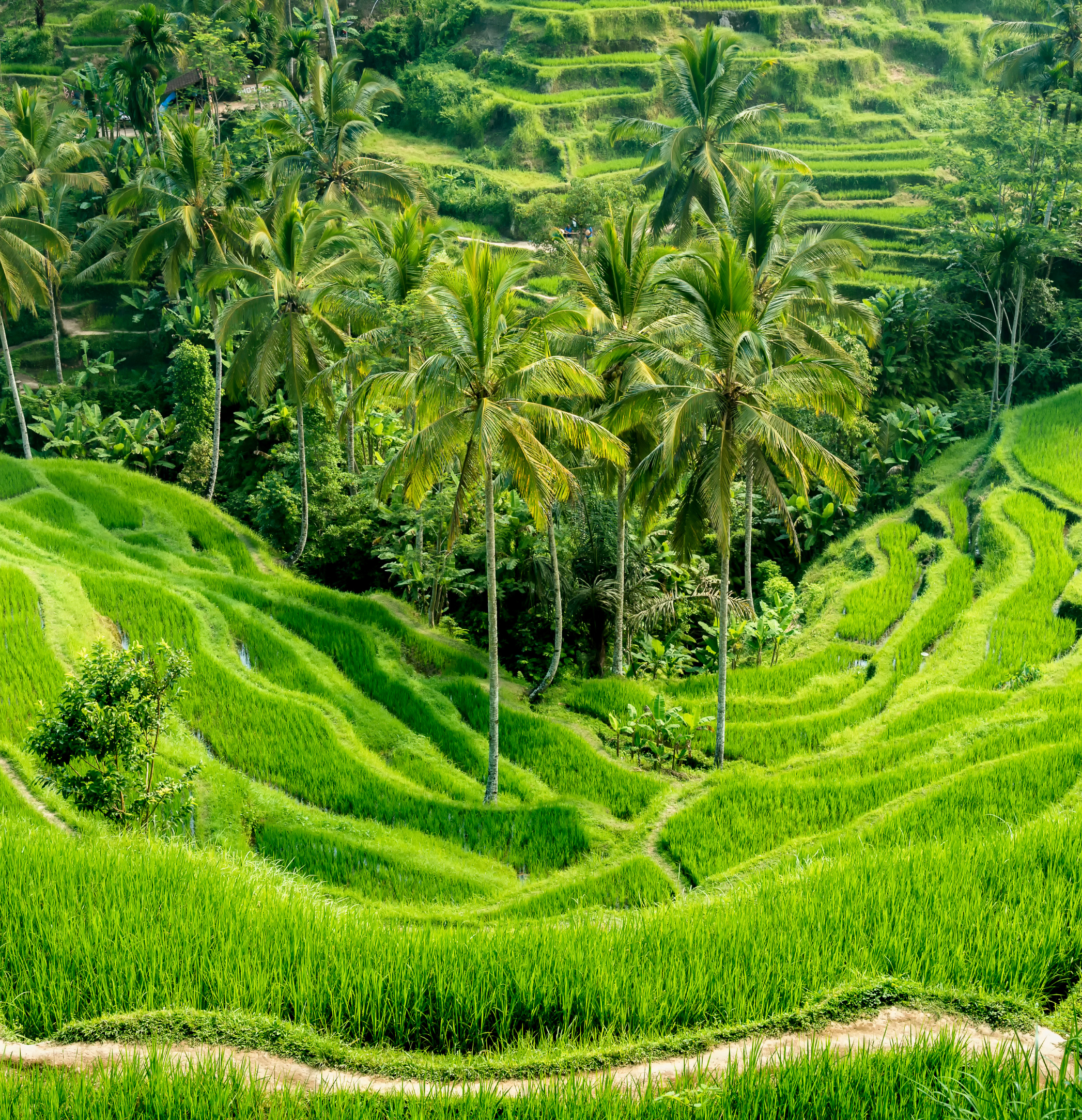Grüne Reisterrassen in Bali mit Palmen und tropischer Vegetation